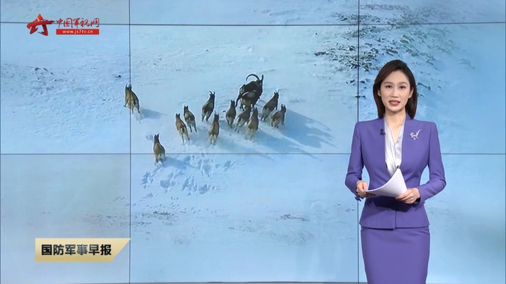 边防官兵巡逻途中偶遇盘羊群