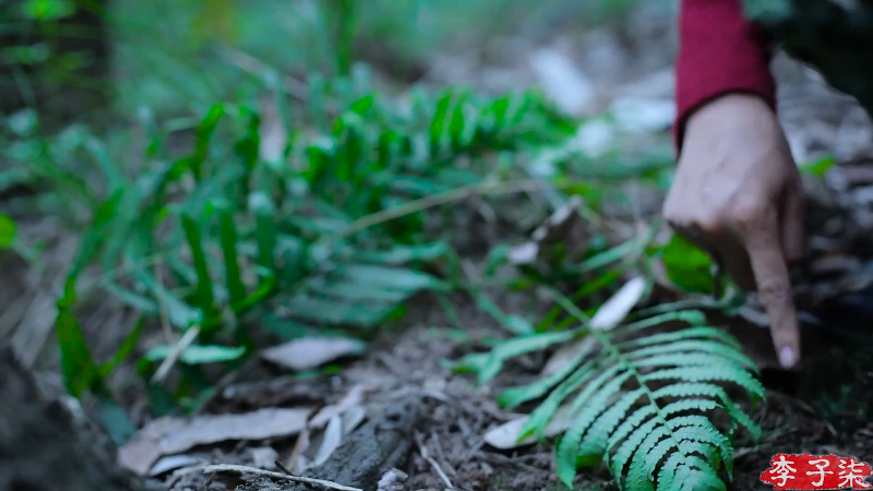 我在斗鱼看李子柒liziqi直播美食