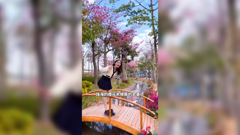 珠海横琴花海  樱花木棉