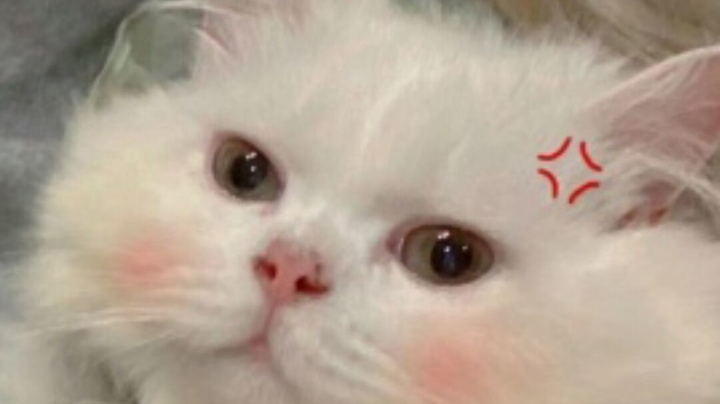 csgo粑粑c