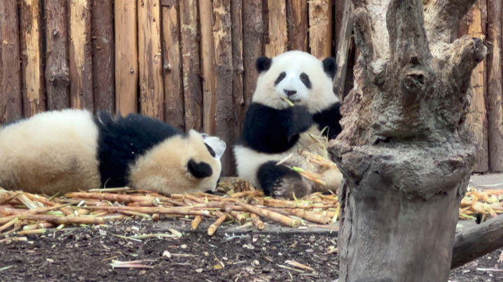 吧唧吧唧吃笋笋的花花