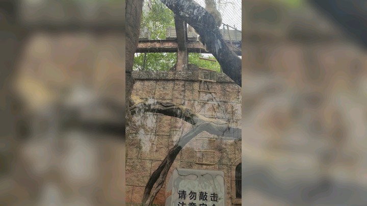 猴子不一般