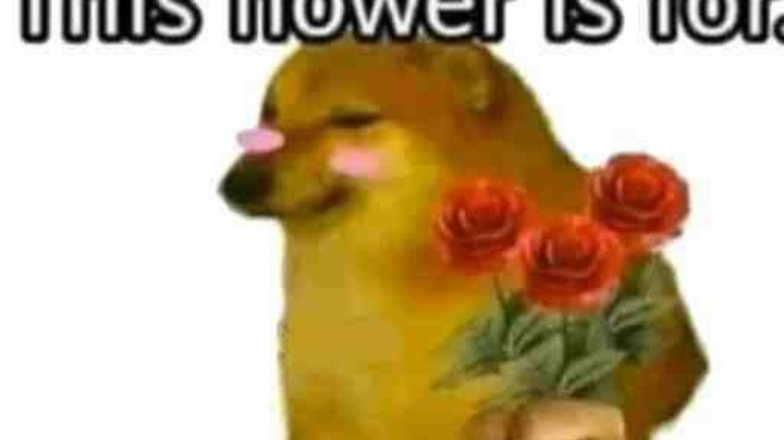 犬酱直播回放