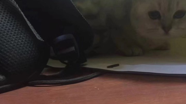 摆烂