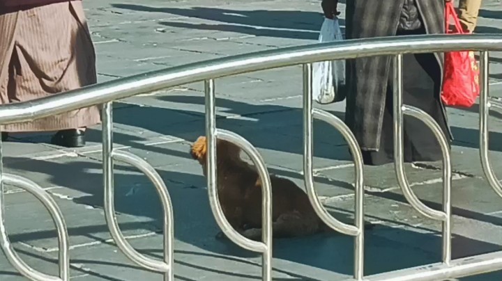 日喀则