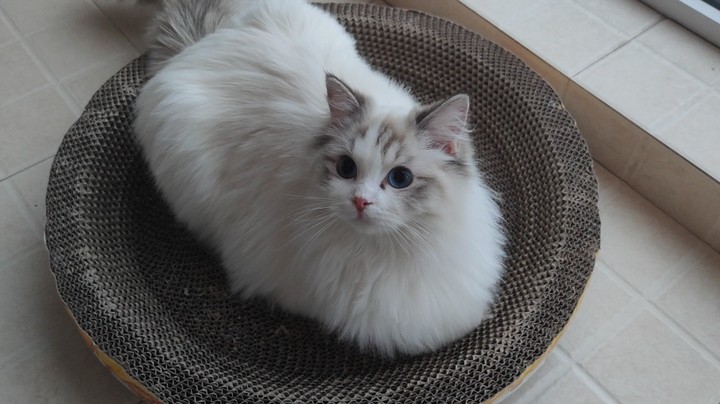 【艺帝帝的猫】晚上见