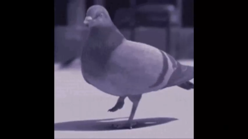 录像