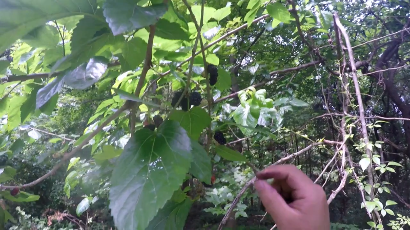 【美食】野食小哥的精彩时刻 20211229 11点场