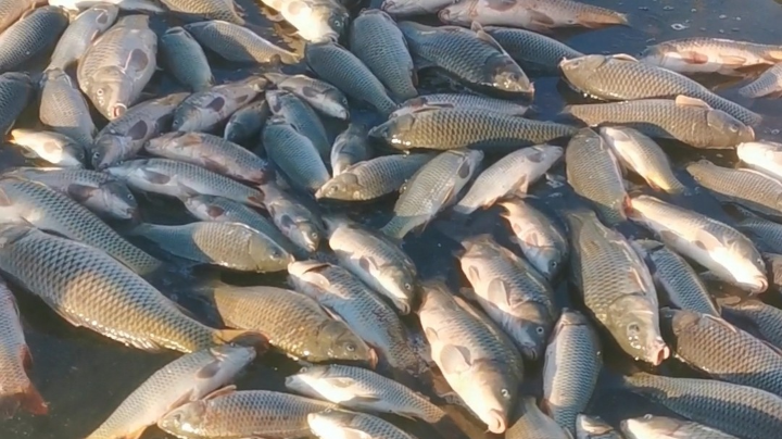 29日，鱼获900斤