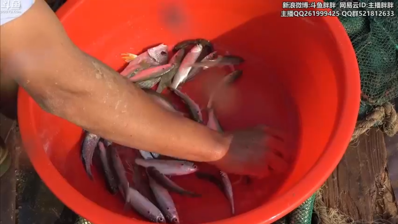 【2021-12-31 05点场】胖胖灬：胖胖OB:左手韩服第一\乌兹\水\bin