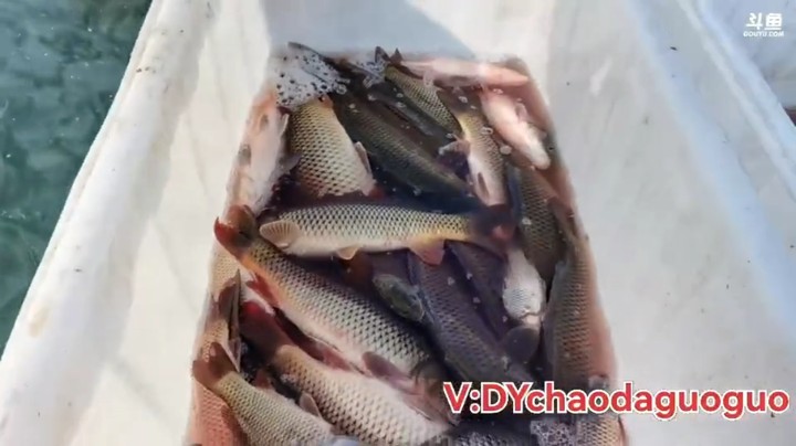 这把起网很重，果然有很多鱼，都很漂亮啊