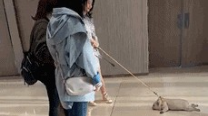遛狗