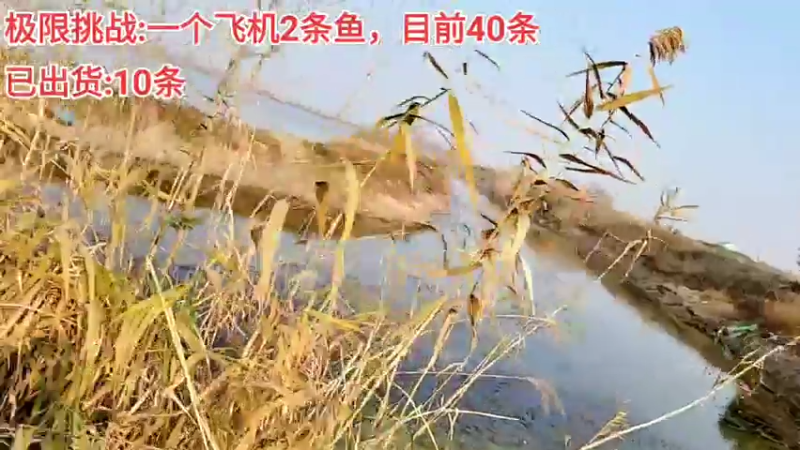 【2022-01-01 15点场】洪湖小肖：2022新年快乐 447507