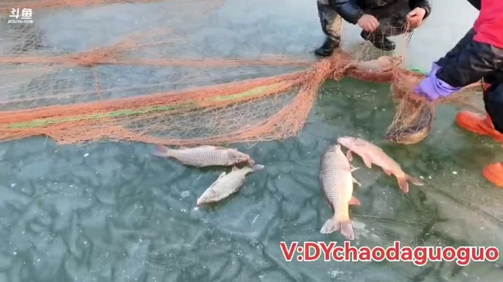 起网抓鱼了，一网15条鱼以上，鱼获多多啊