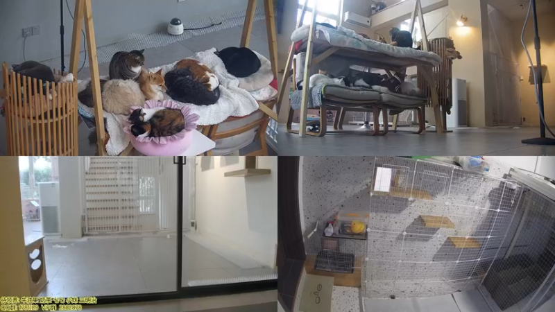 【2022-01-01 10点场】喵放送：喵放送☀️喵呜~