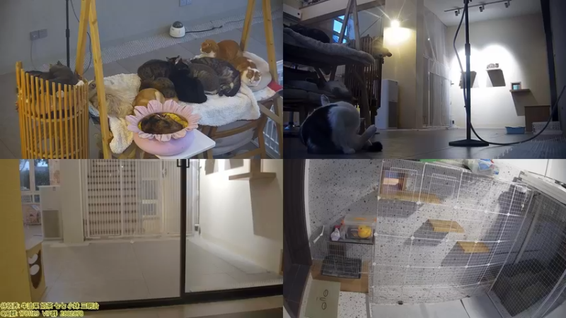 【2022-01-01 06点场】喵放送：喵放送☀️喵呜~