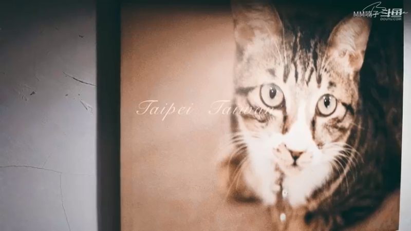 猫咪咖啡屋
