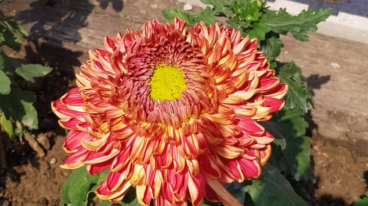 铁菊花V3水友赛