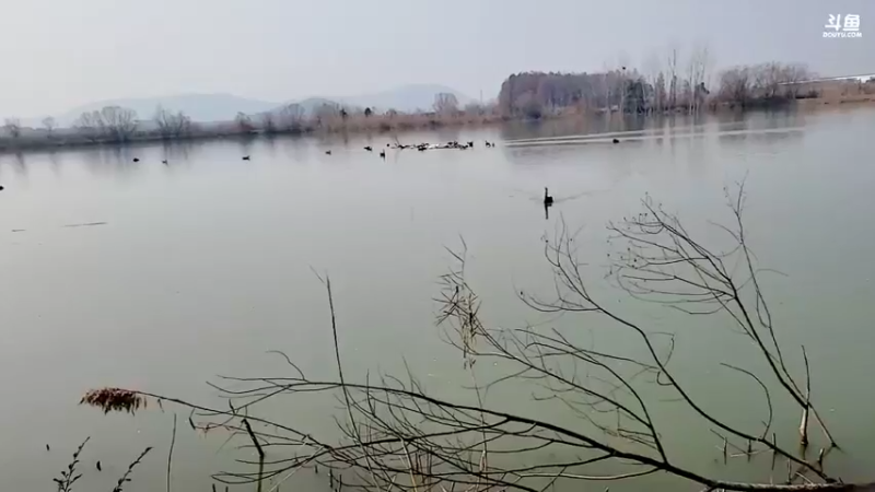 【2022-01-02 13点场】洪湖小肖：武汉动物园 447507