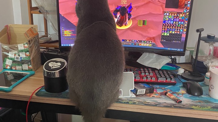 哈嚯兰，天启团- NAXX