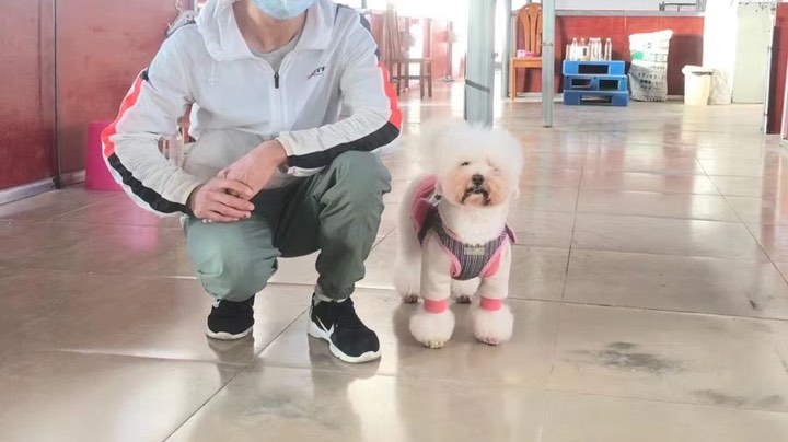 Coconut公第30天，坐卧躺滚服从训练等食服从训练