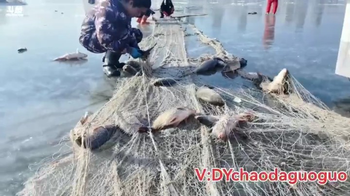 起网抓鱼了，抓到一条没尾巴的鱼，太惨了