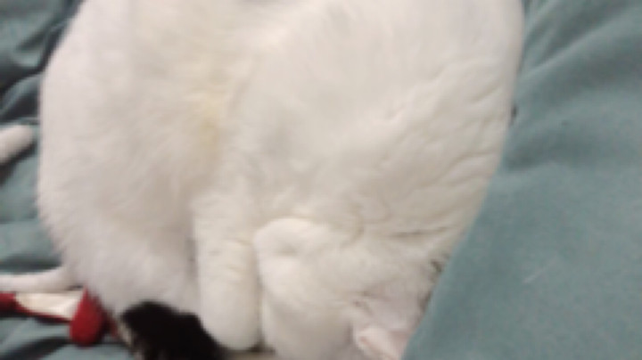 猎猪者早餐餐发布了一个斗鱼视频2022-01-06
