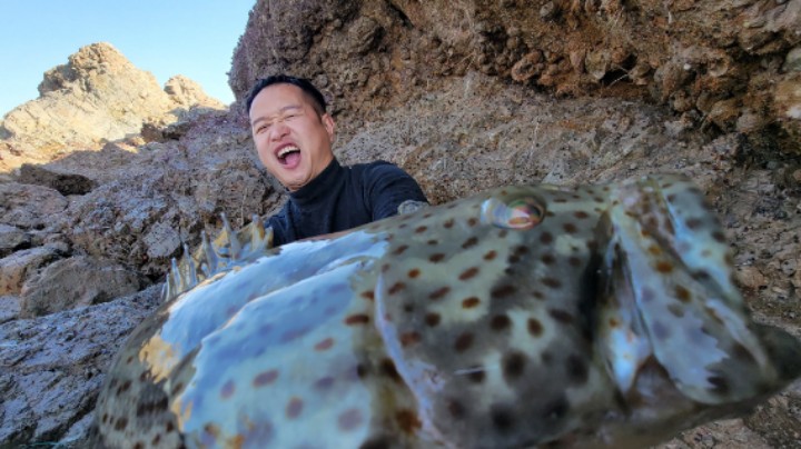 十天前打窝的大水坑，引来巨大石斑捕食一群漂亮鱼，场面沸腾了