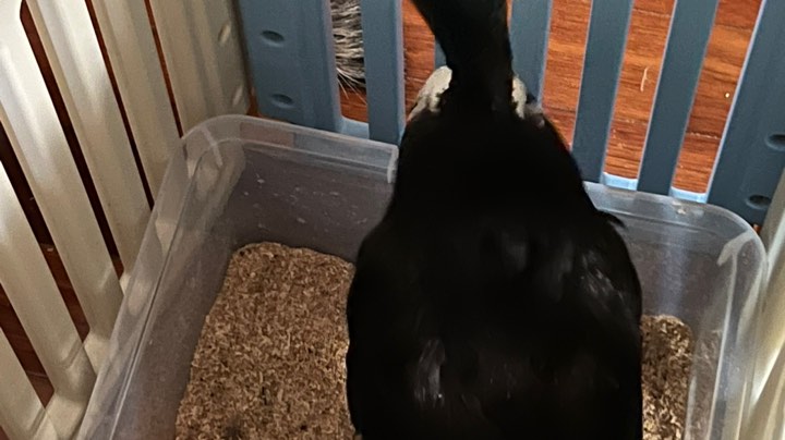 塔科夫+峡谷+炉石