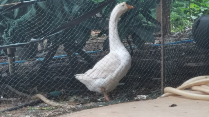 唉