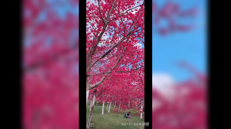 阳光灿烂，暖风和熙，赏花赏景  美极了1