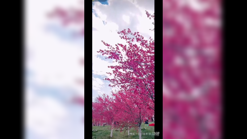 阳光灿烂，暖风和熙，赏花赏景  美极了5