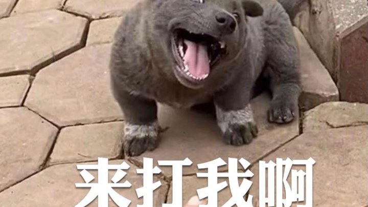二狗的生化求生之旅