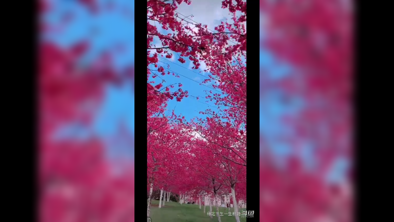 阳光灿烂，暖风和熙，赏花赏景  美极了4