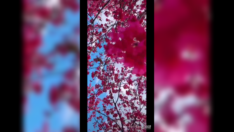 阳光灿烂，暖风和熙，赏花赏景  美极了2