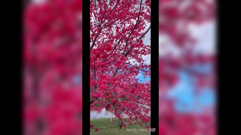 阳光灿烂，暖风和熙，赏花赏景  美极了3