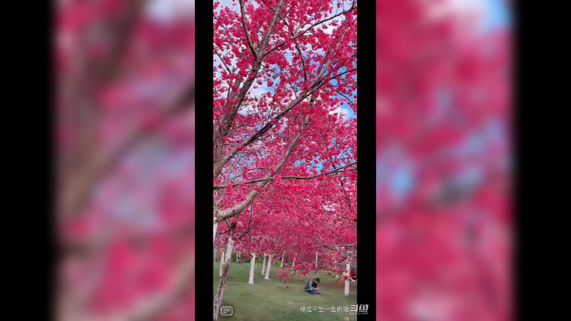 阳光灿烂，暖风和熙，赏花赏景  美极了1