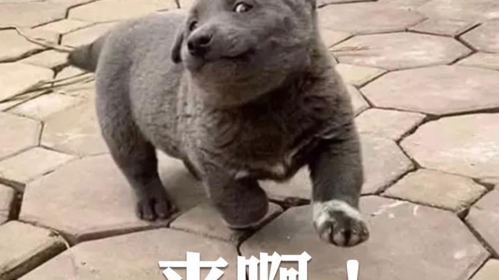 二狗的生化求生之旅