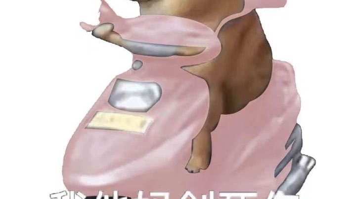 吊带袜猫猫 哦雅思