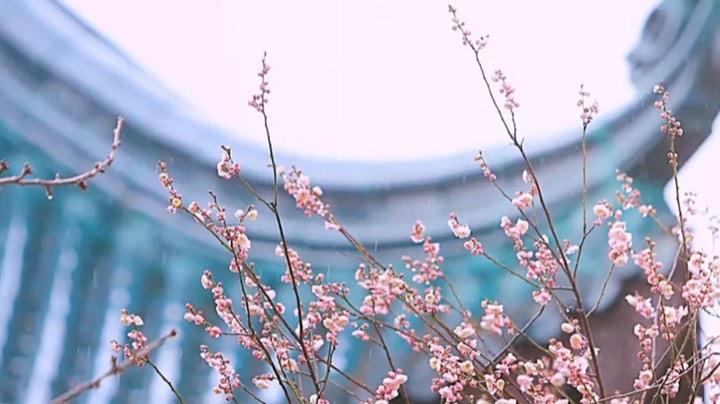 静待花开
