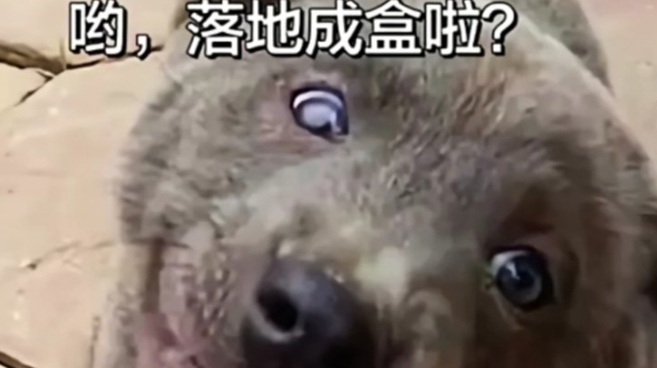 呦~落地成盒啦？