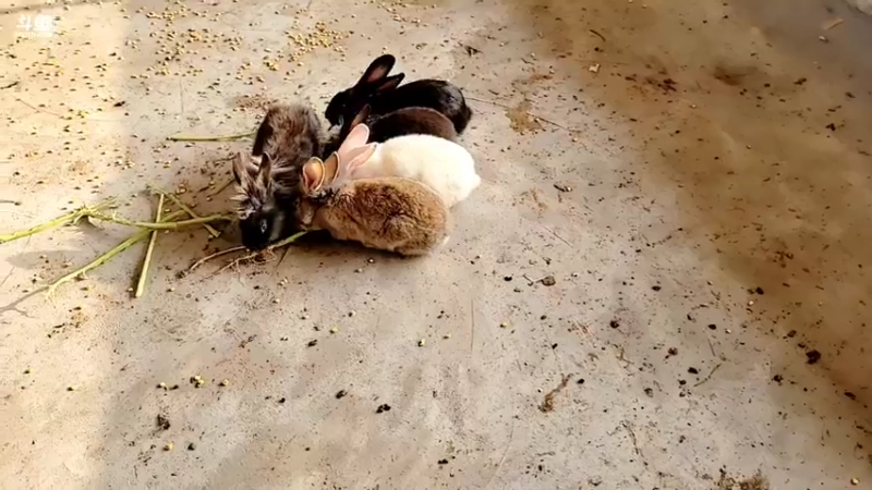 【2022-01-12 15点场】洪湖小肖：今天打野挖黄鳝