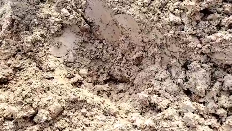 【2022-01-12 13点场】洪湖小肖：今天打野挖黄鳝