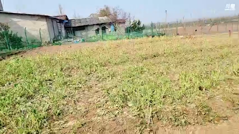 【2022-01-13 13点场】洪湖小肖：今天挖黄鳝