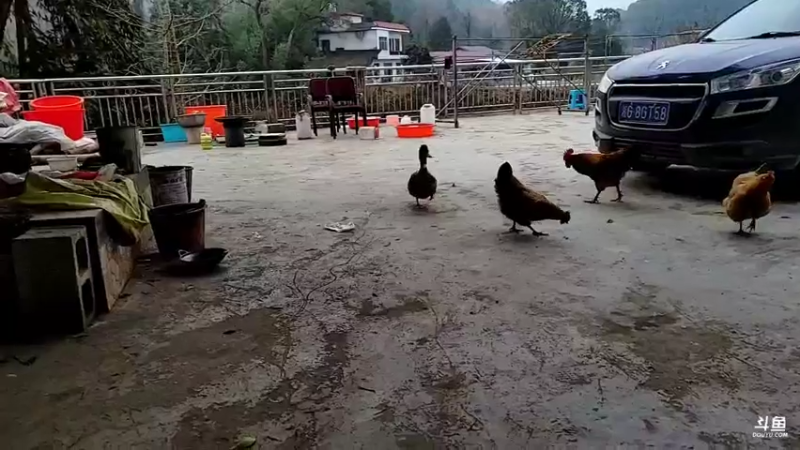 【2022-01-13 13点场】魅力生活i：今天除害灭田鼠