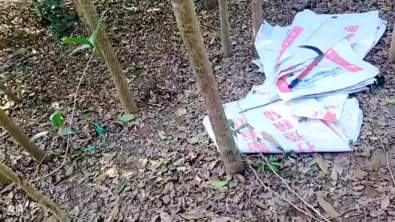 【2022-01-13 15点场】洪湖小肖：今天挖黄鳝