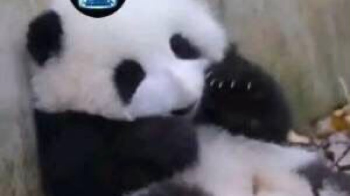 一个螳门的日常加盖房子