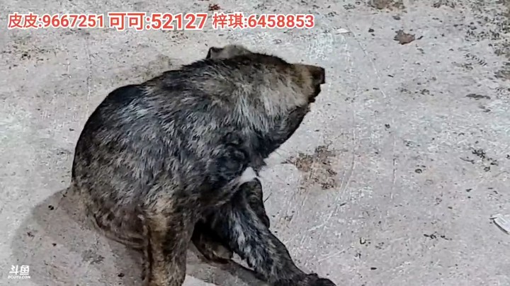 此视频由童可可专业拍摄，狗子看得一脸懵B