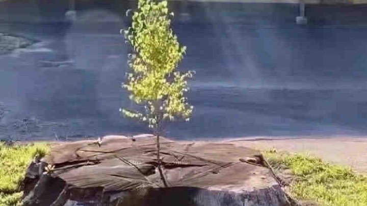 你不是在被我振刀啊