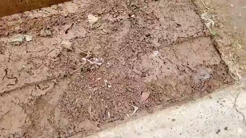 【2022-01-15 15点场】洪湖小肖：基地绿化搞起